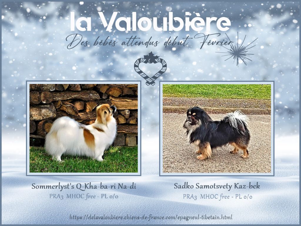 de La Valoubiere - Des chiots pour début février !