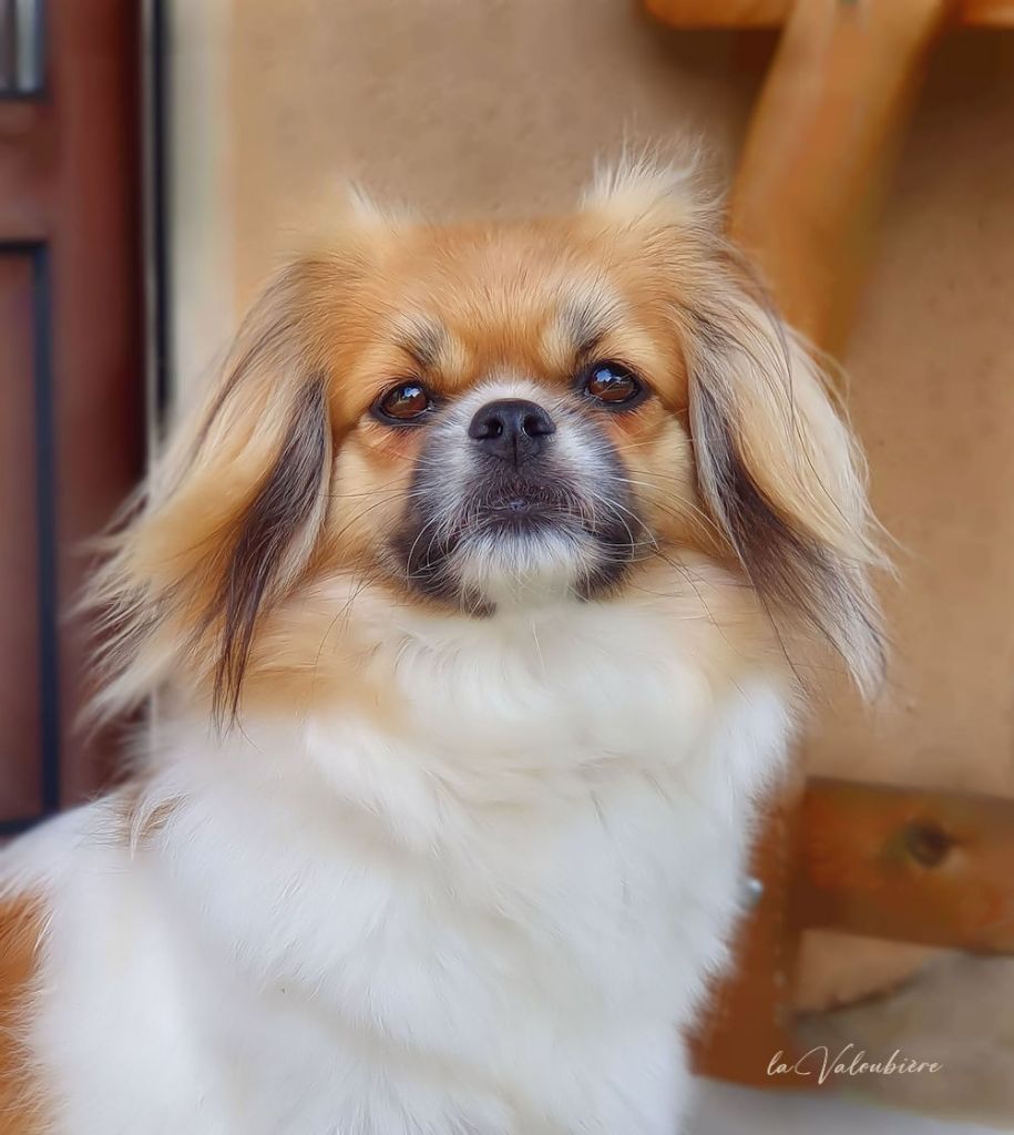 Plus de chiots disponibles 
