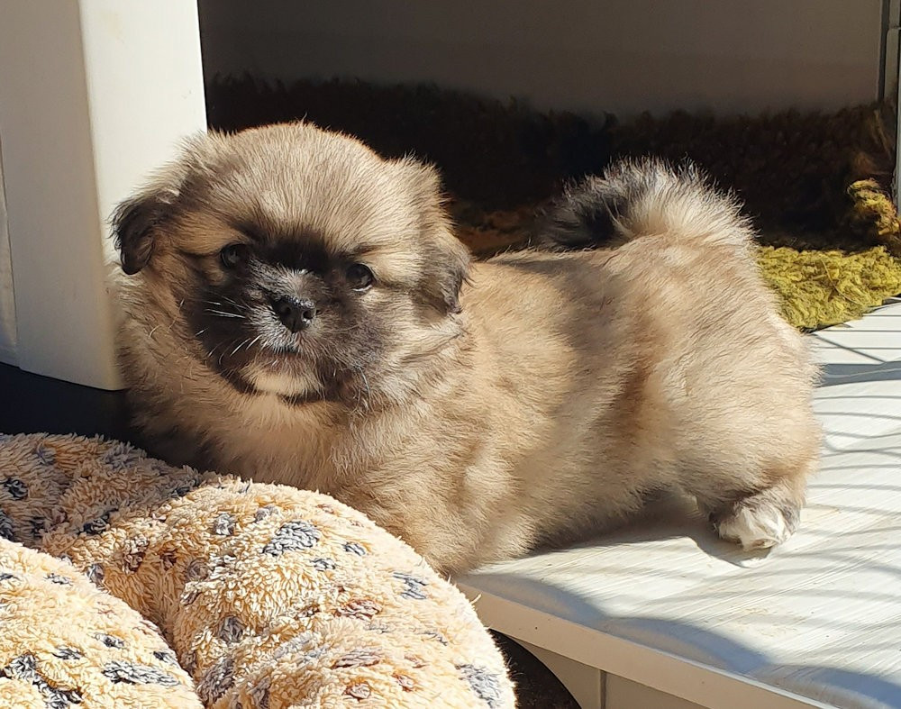 de La Valoubiere - un mâle disponible