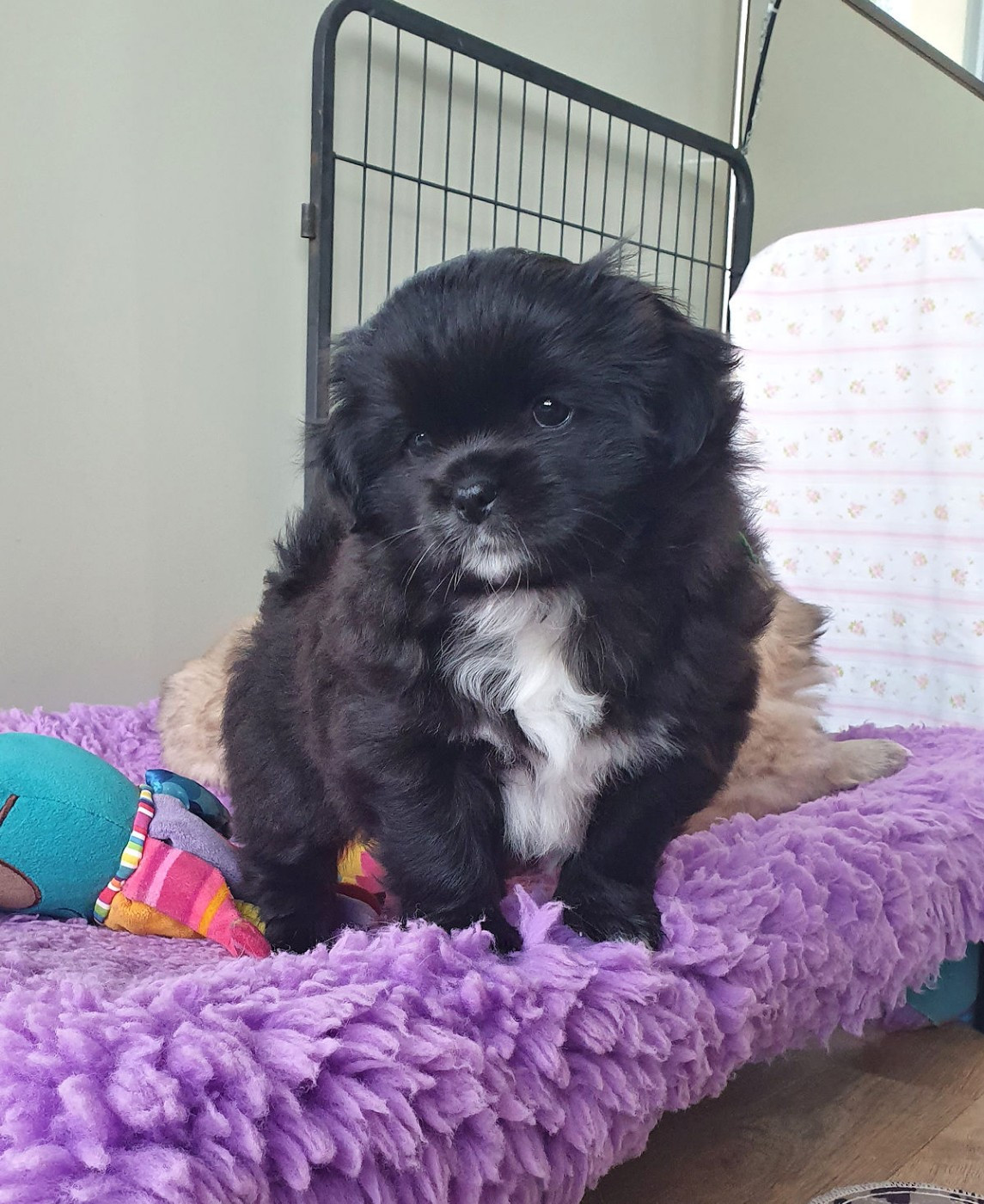 1 mâle noir est disponible