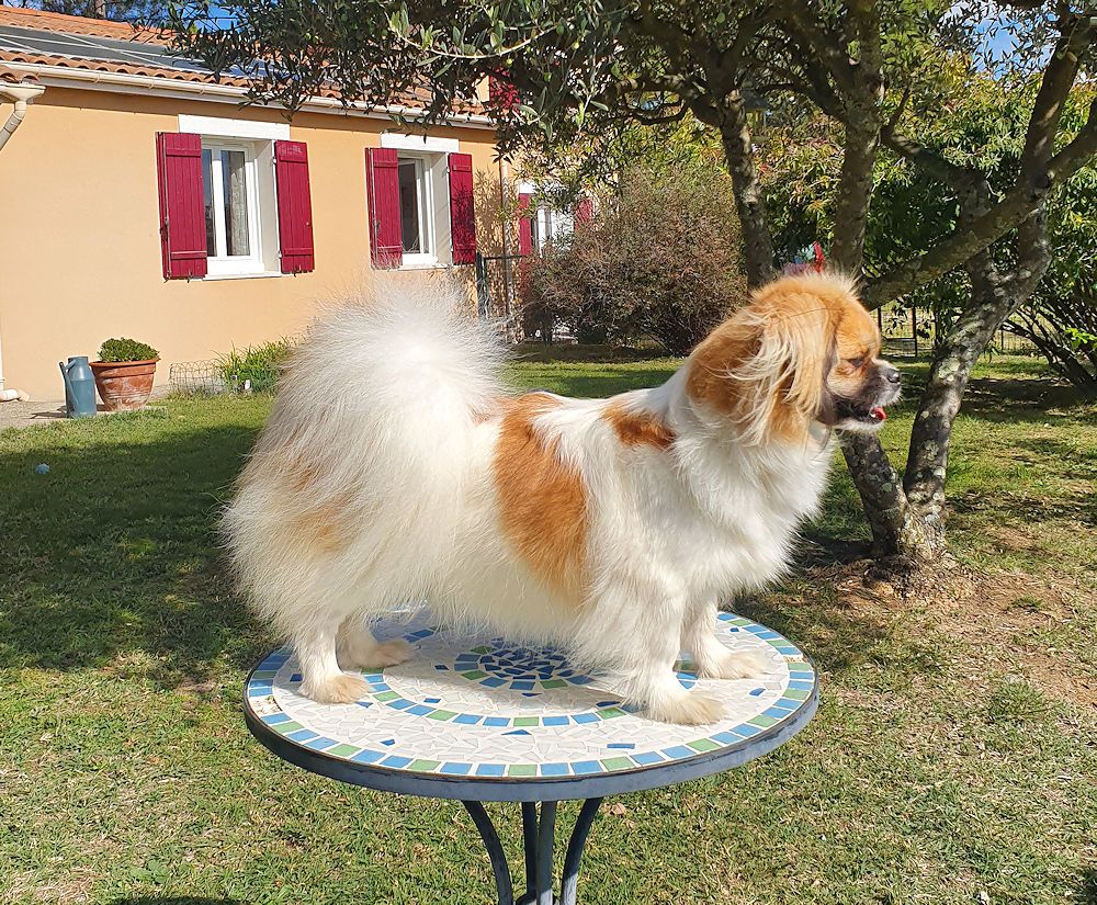 Sheba , notre vigie !
