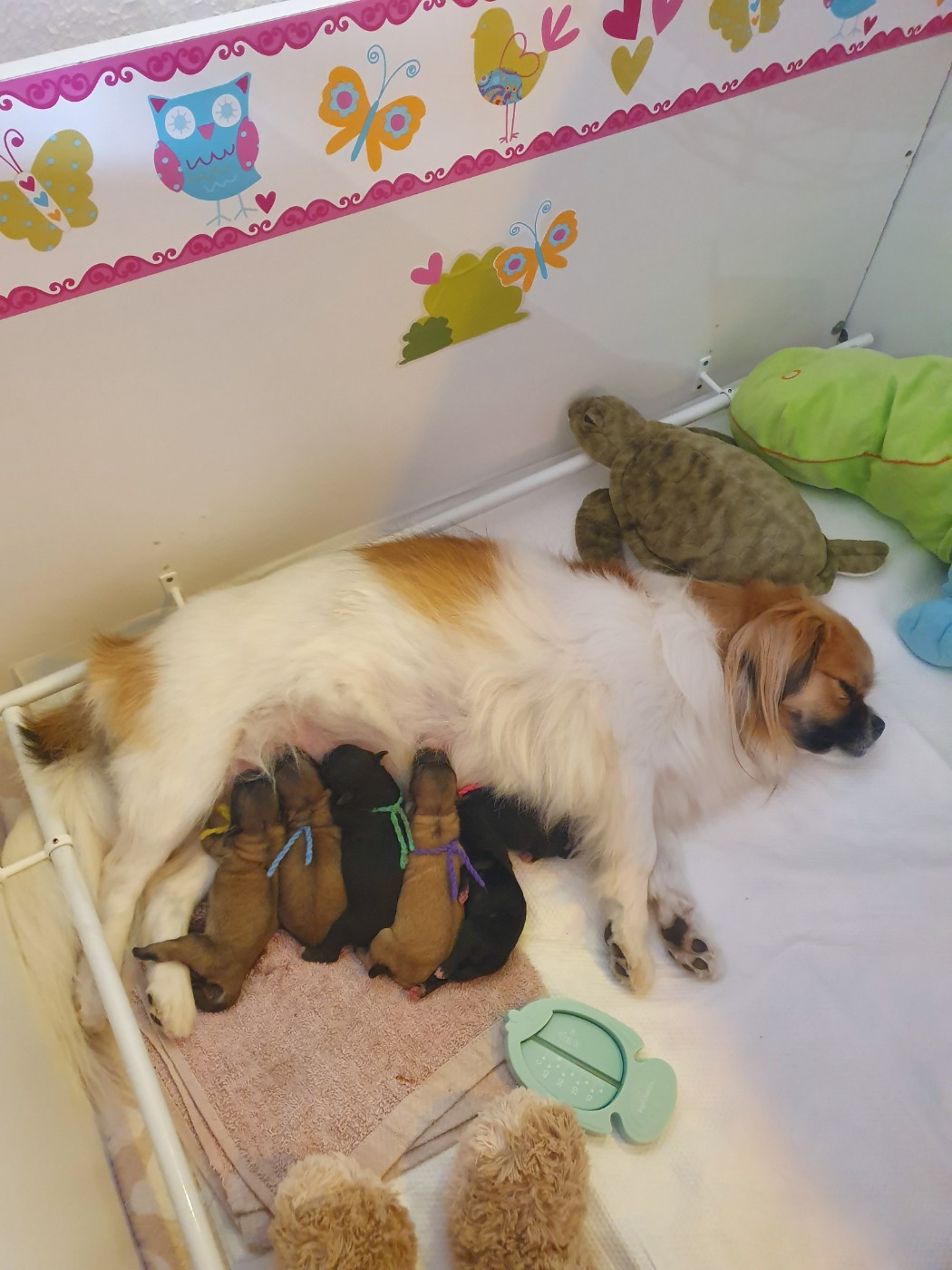 Chiot Epagneul tibetain de La Valoubiere