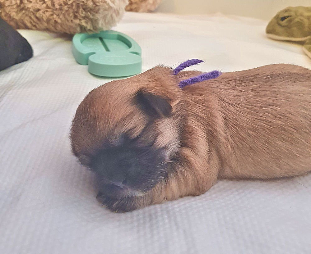 de La Valoubiere - Chiots disponibles - Epagneul tibetain