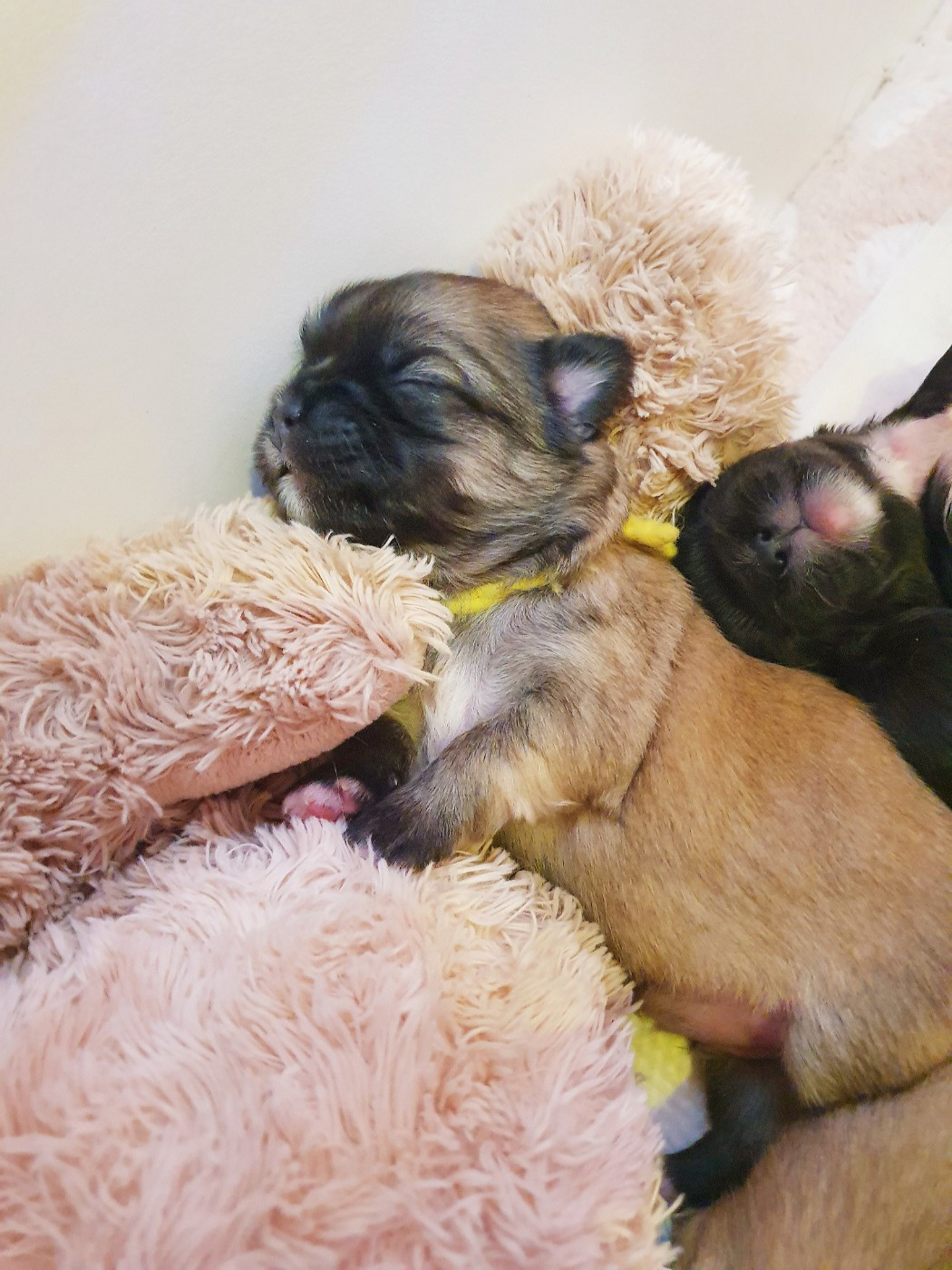 de La Valoubiere - Chiots disponibles - Epagneul tibetain