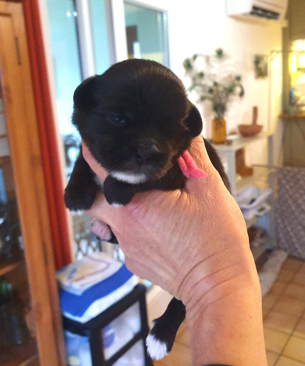 de La Valoubiere - Chiots disponibles - Epagneul tibetain