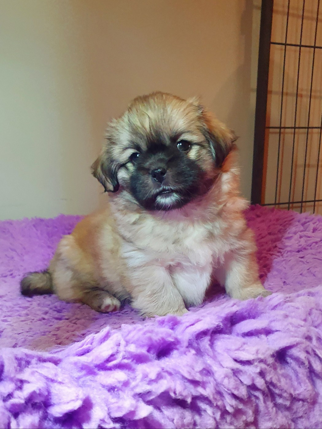 de La Valoubiere - Chiots disponibles - Epagneul tibetain