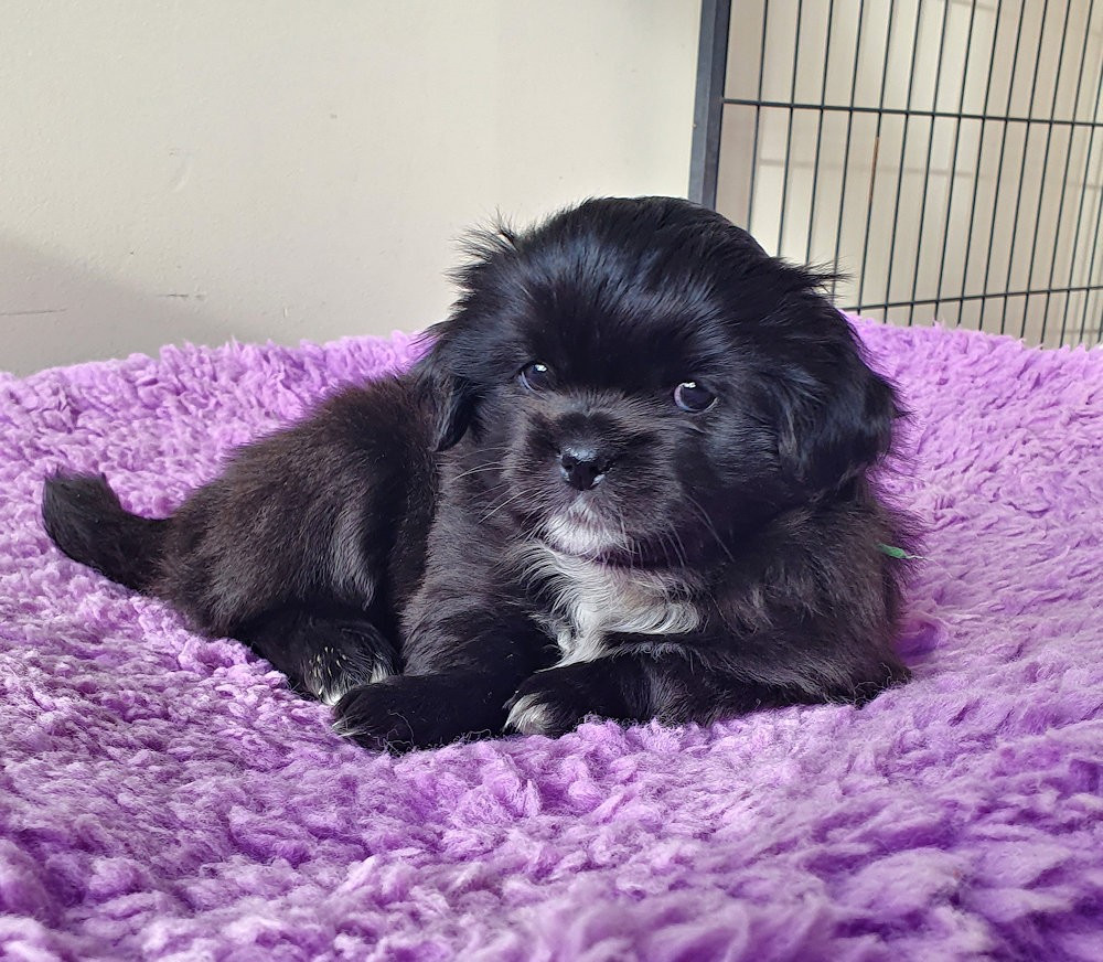 de La Valoubiere - Chiots disponibles - Epagneul tibetain