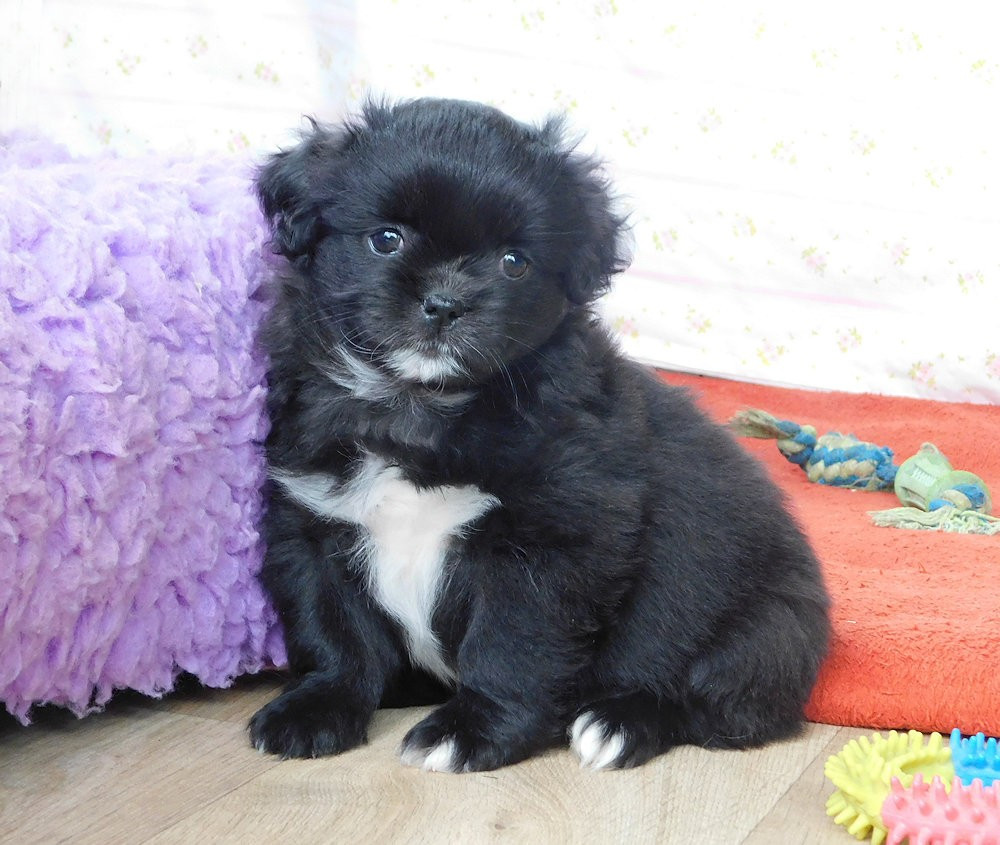 de La Valoubiere - Chiots disponibles - Epagneul tibetain