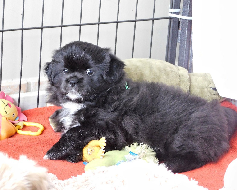 de La Valoubiere - Chiots disponibles - Epagneul tibetain