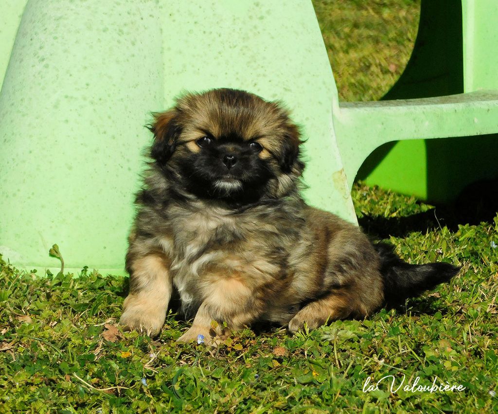 de La Valoubiere - Chiots disponibles - Epagneul tibetain